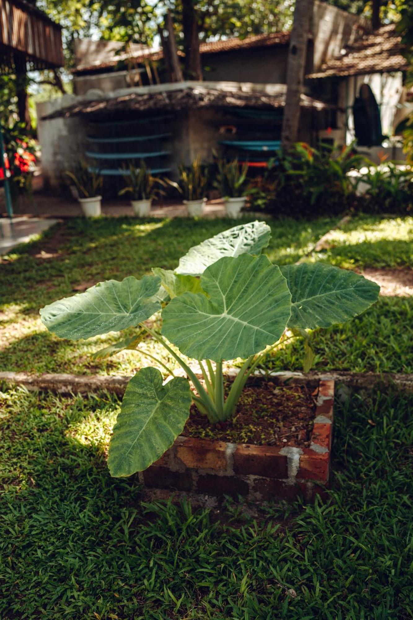 Paddlecult Surf Retreat Bed & Breakfast วาร์คาลา ภายนอก รูปภาพ